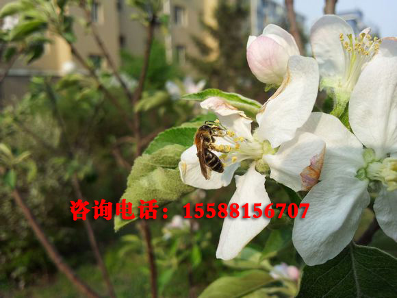 pollination of apple trees